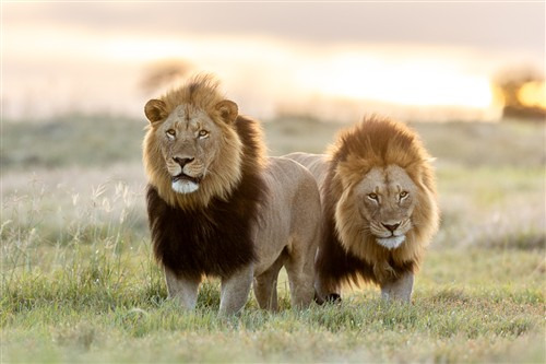 Copy of Two male lions - Brendon Jennings Resized_1752046147221 Copy of Two male lions - Brendon Jennings Resized_1752046147221